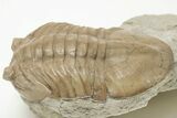 Asaphus Plautini Trilobite Fossil - Russia #200465-1